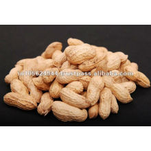 New Groundnut In Shell